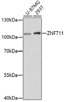 ZNF711 Polyclonal Antibody