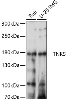 TNKS Polyclonal Antibody