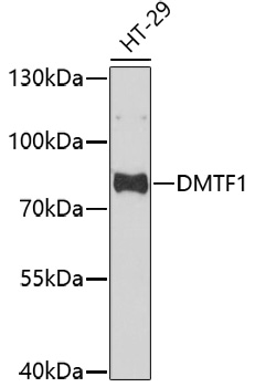 DMTF1 Polyclonal Antibody