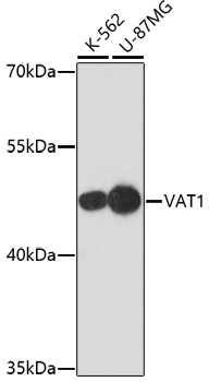 VAT1 Polyclonal Antibody
