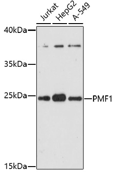 PMF1 Polyclonal Antibody