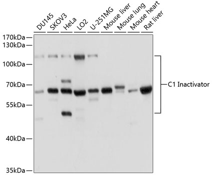 SERPING1 Antibody