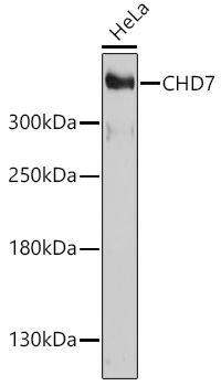 CHD7 Polyclonal Antibody