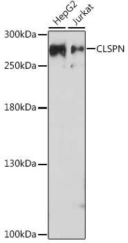 CLSPN Polyclonal Antibody