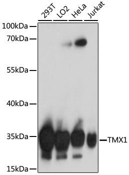 TMX1 Polyclonal Antibody