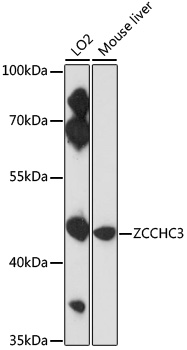 ZCCHC3 Polyclonal Antibody