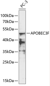APOBEC3F Polyclonal Antibody