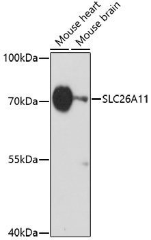 SLC26A11 Polyclonal Antibody
