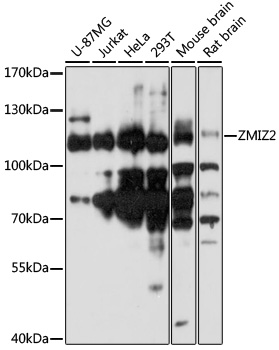 ZMIZ2 Polyclonal Antibody