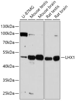 LHX1 Polyclonal Antibody