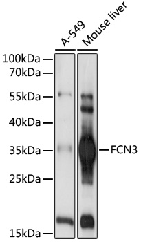 FCN3 Polyclonal Antibody
