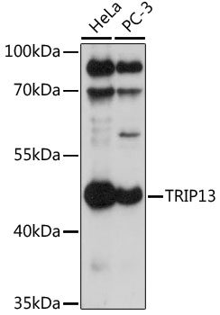 TRIP13 Polyclonal Antibody