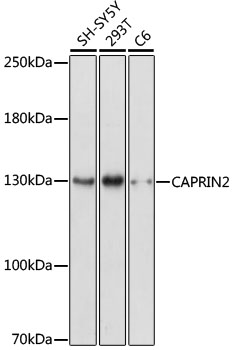 CAPRIN2 Polyclonal Antibody