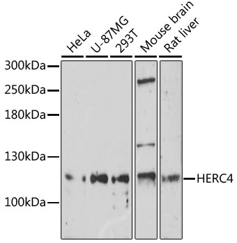 HERC4 Polyclonal Antibody