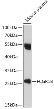 FCGR1B Polyclonal Antibody