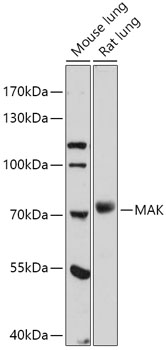 MAK Polyclonal Antibody