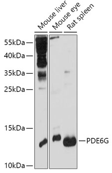 PDE6G Polyclonal Antibody