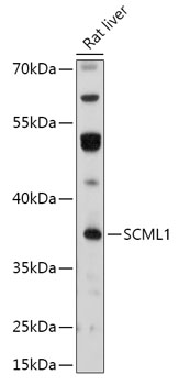 SCML1 Polyclonal Antibody