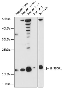 SH3BGRL Polyclonal Antibody