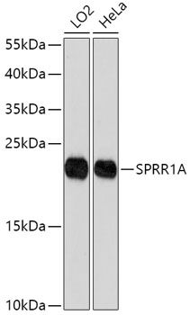 SPRR1A Polyclonal Antibody