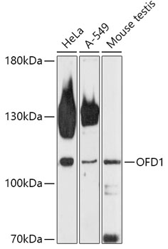 OFD1 Polyclonal Antibody