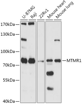 MTMR1 Polyclonal Antibody