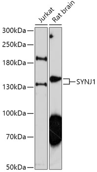 SYNJ1 Polyclonal Antibody