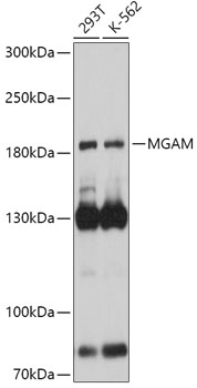 MGAM Polyclonal Antibody