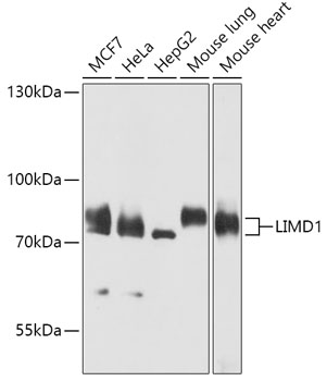 LIMD1 Polyclonal Antibody
