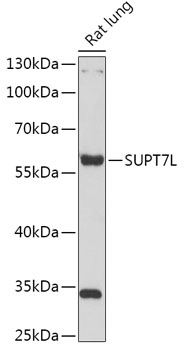 SUPT7L Polyclonal Antibody