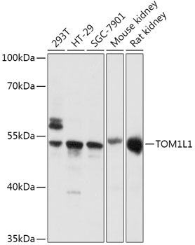 TOM1L1 Polyclonal Antibody