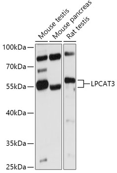 LPCAT3 Polyclonal Antibody
