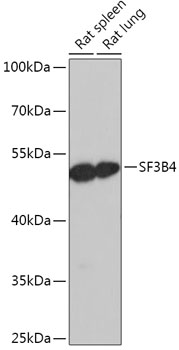 SF3B4 Polyclonal Antibody