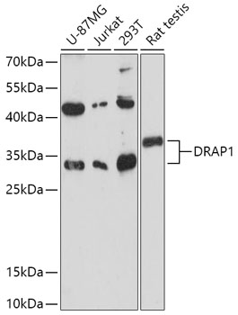 DRAP1 Polyclonal Antibody