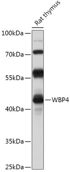 WBP4 Polyclonal Antibody