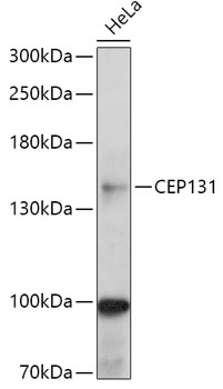 CEP131 Polyclonal Antibody