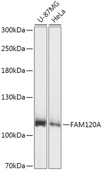 FAM120A Polyclonal Antibody