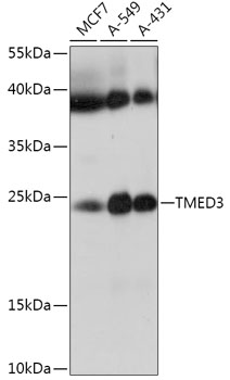TMED3 Rabbit Polyclonal Antibody