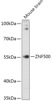 ZNF500 Polyclonal Antibody