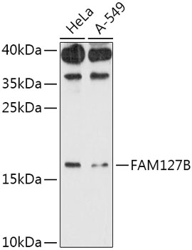 FAM127B Polyclonal Antibody