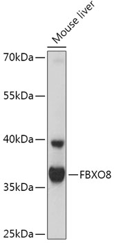 FBXO8 Polyclonal Antibody
