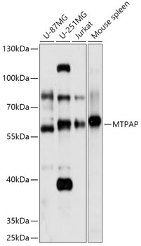 MTPAP Polyclonal Antibody