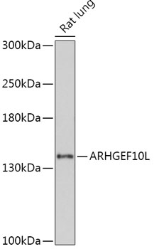 ARHGEF10L Polyclonal Antibody