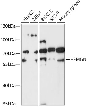 HEMGN Polyclonal Antibody