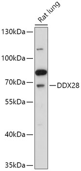 DDX28 Polyclonal Antibody