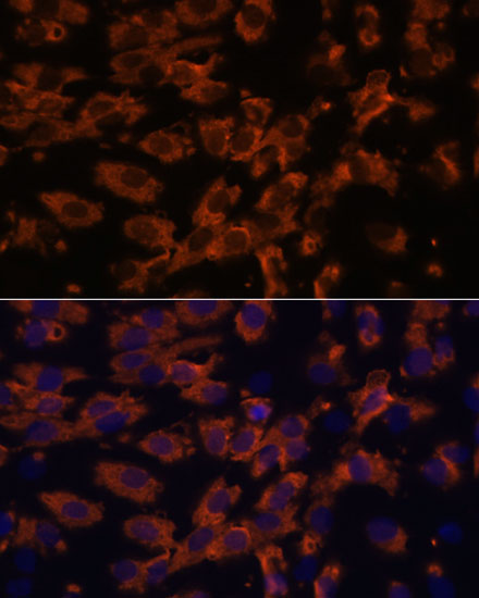 PRX Polyclonal Antibody