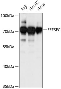 EEFSEC Polyclonal Antibody
