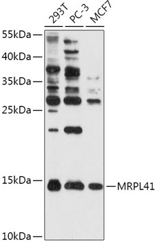 MRPL41 Rabbit Polyclonal Antibody