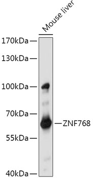 ZNF768 Polyclonal Antibody