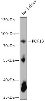 POF1B Polyclonal Antibody